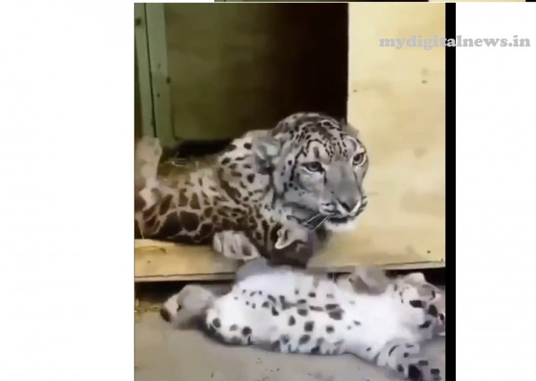 Snow leopard and cubs lovely play with other