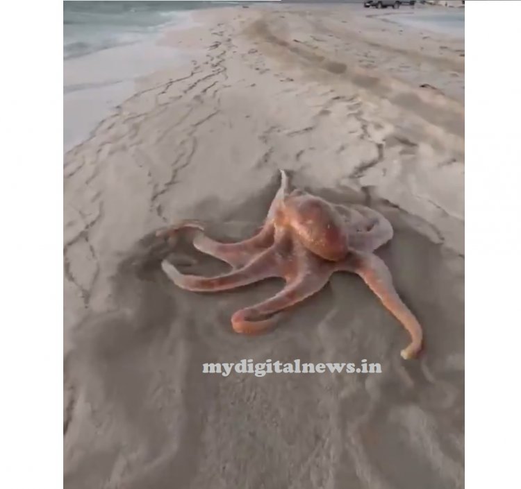 Walking of an octopus
