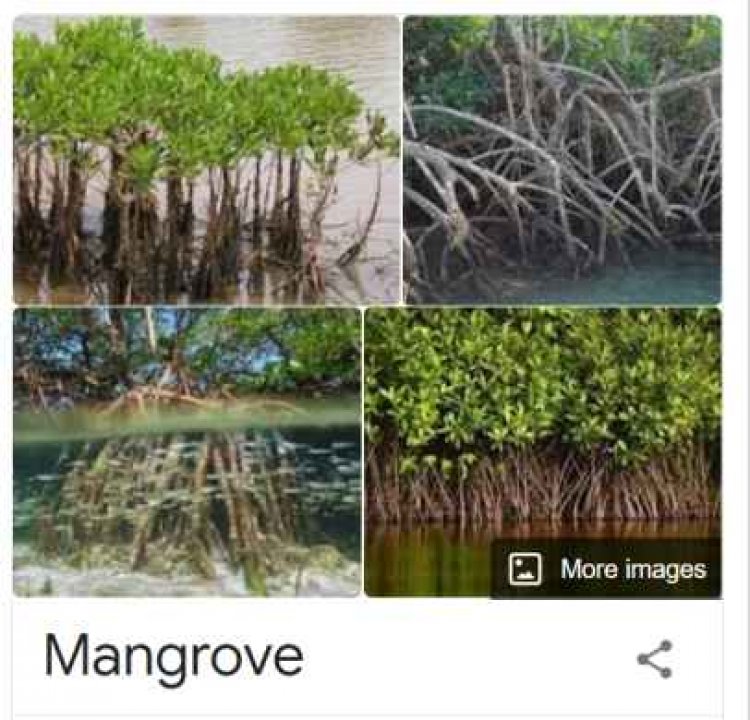 ManGrow forest