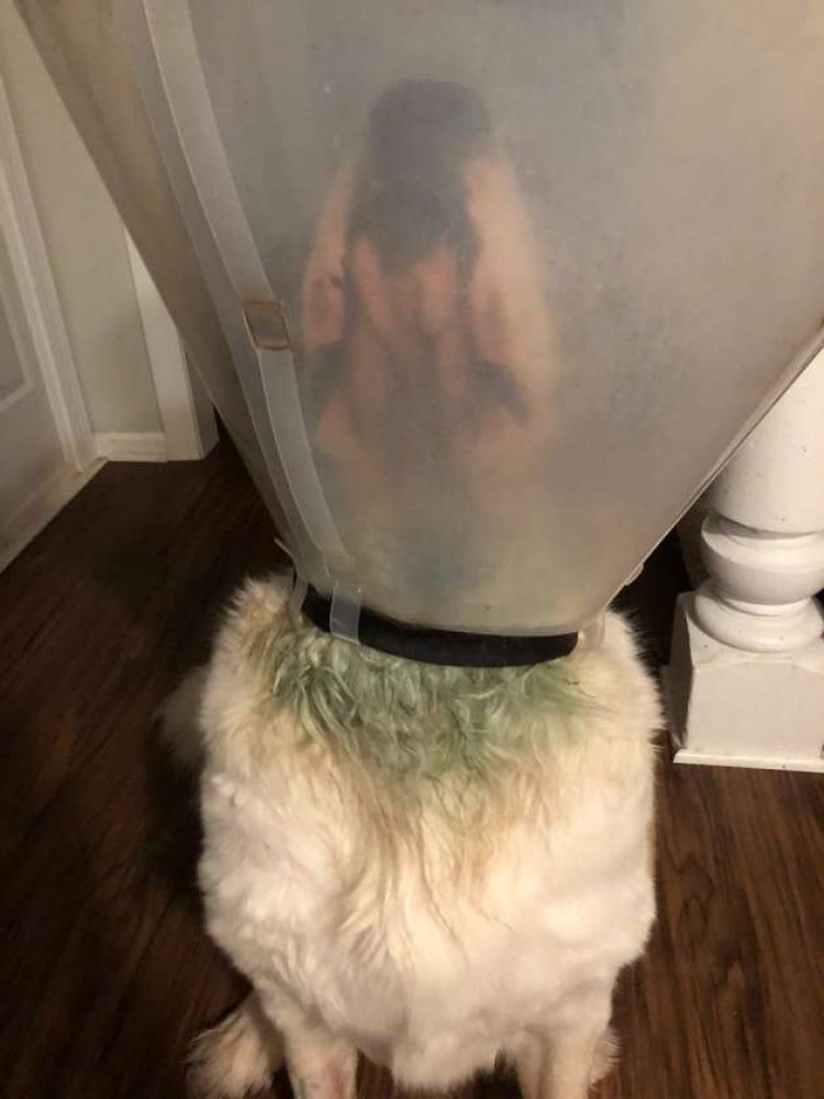 The 'cone of shame' turns into a science lesson