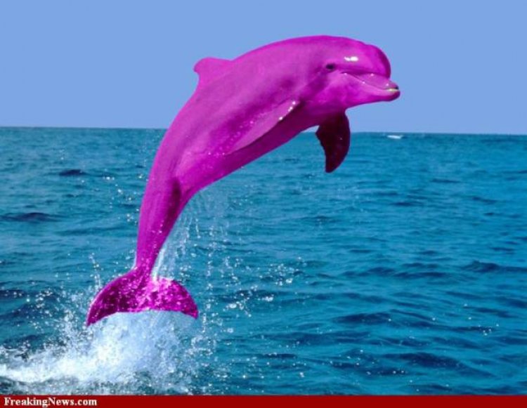 Interesting Facts About PINK dolphines