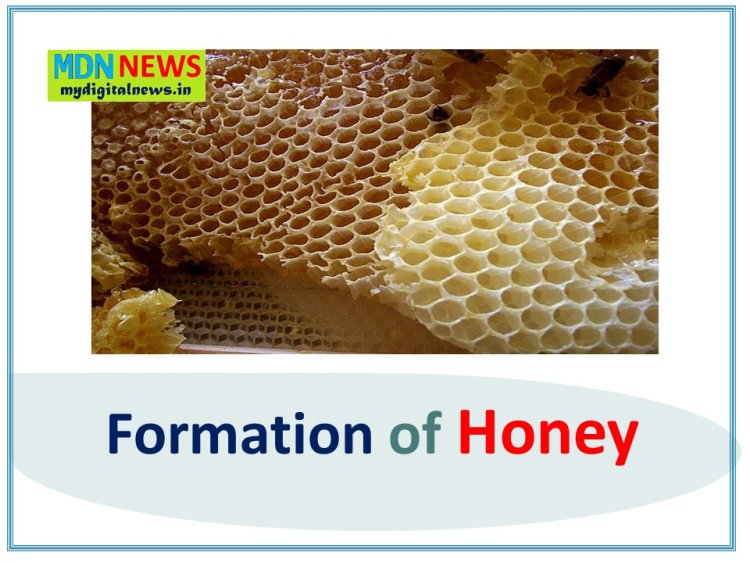 Here's What People Are Saying About The Formation Of Honey