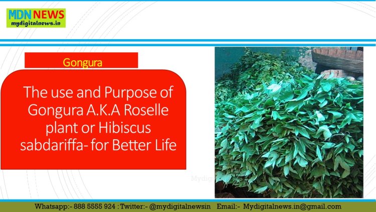The use and Purpose of Gongura A.K.A Roselle plant or Hibiscus sabdariffa